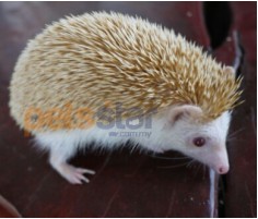 Hedgehog Info Hedgehog Info
